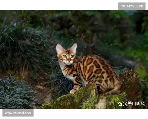 猎人之道:猫兽伙伴的制造秘籍 猎人之道:猫兽伙伴的制造秘籍